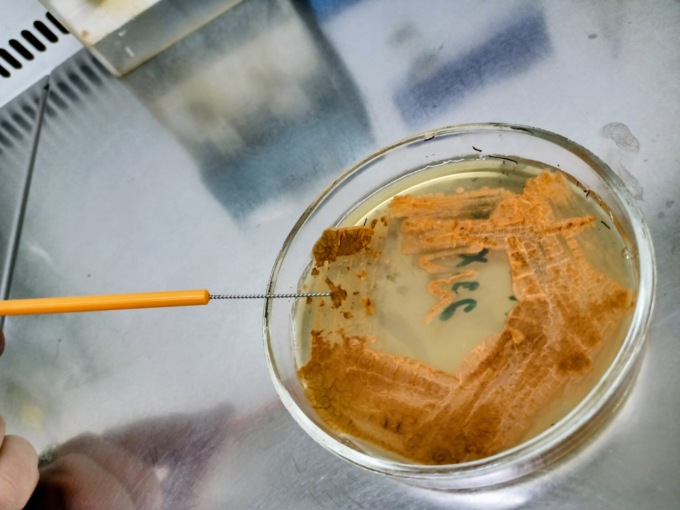 Scoperto all’Insubria un nuovo antibiotico contro i superbatteri