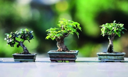 Il Giappone in miniatura a Villa Pomini