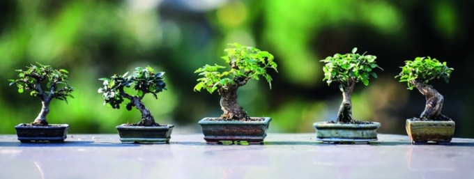 Il Giappone in miniatura a Villa Pomini