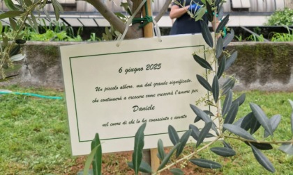 Nel giardino della scuola piantato un ulivo per ricordare Daniele