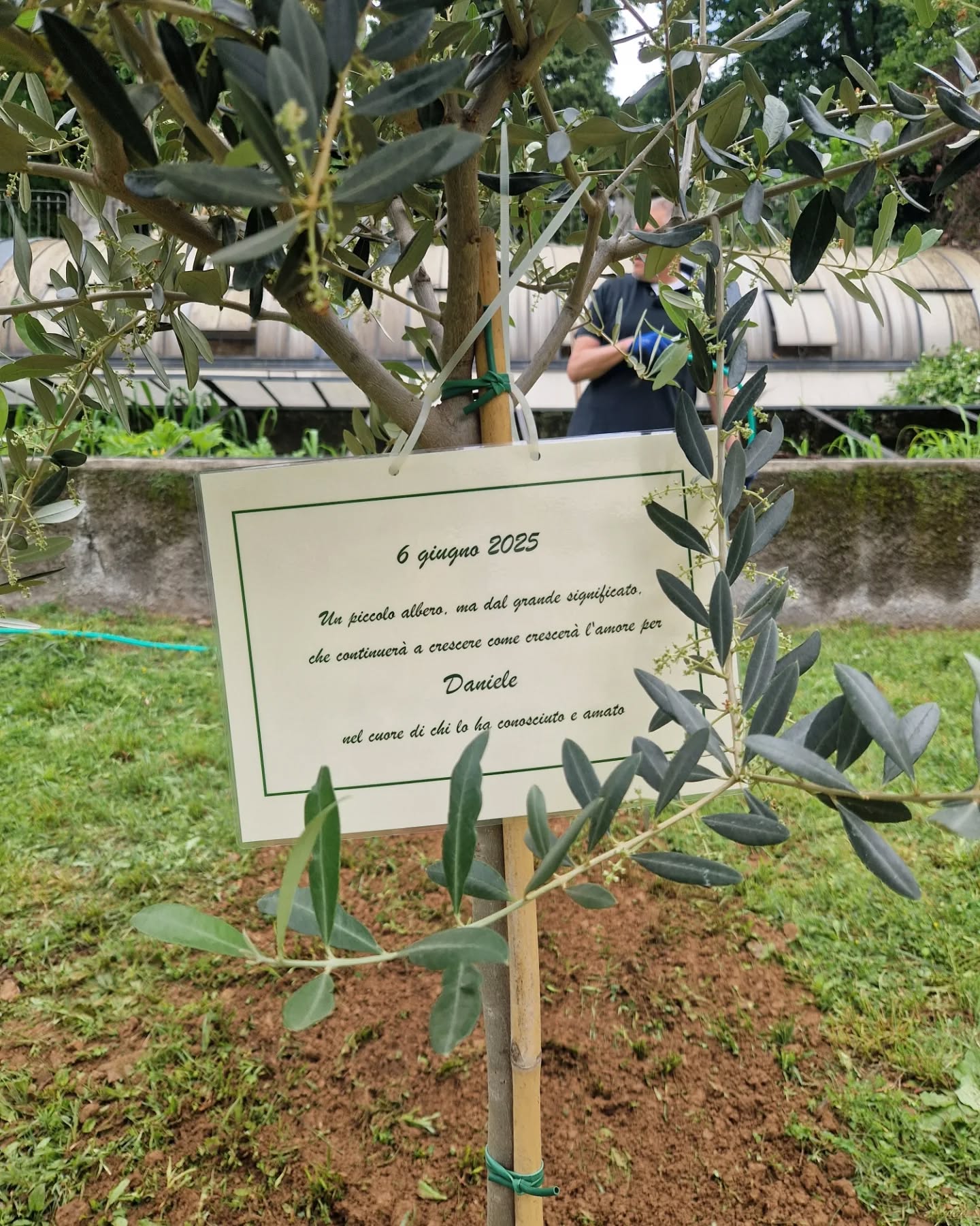 Ulivo Daniele Paitoni 1