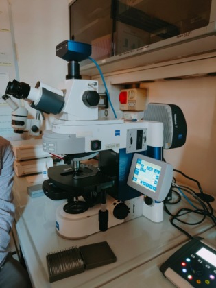 microscopio donato vivere a colori