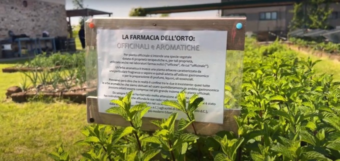 Piante aromatiche, un tocco profumato e colorato in cucina