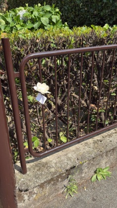 Omicidio Saronno, un fiore bianco sul luogo del delitto