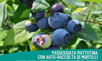 Camminata all'alba e "caccia" ai mirtilli con Archeologistics