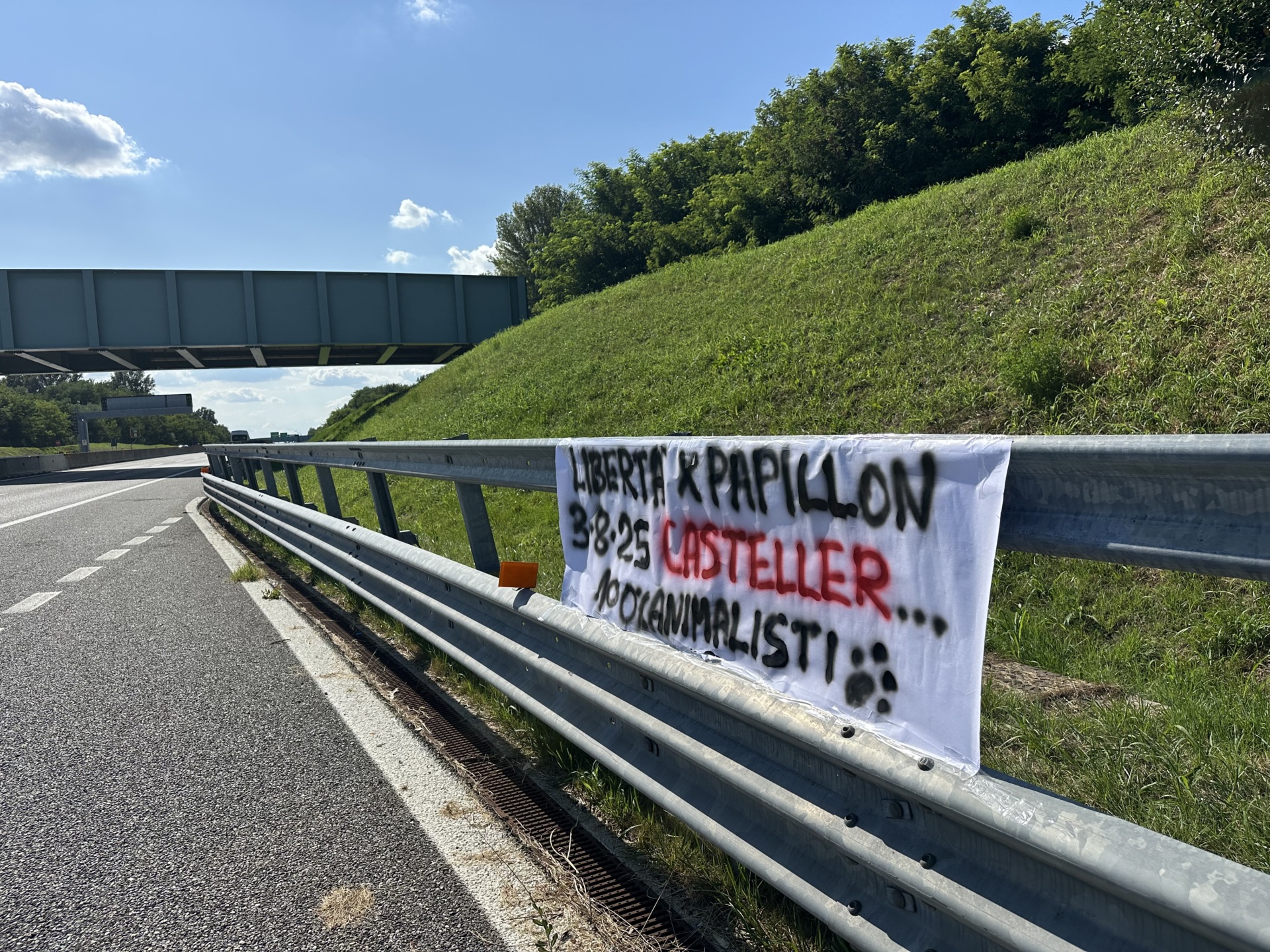 Liberazione Orso papillon