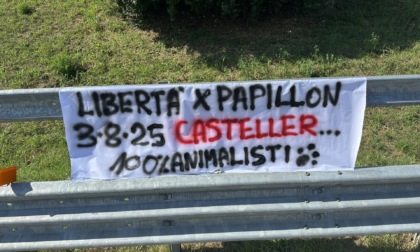 A Origgio e in Pedemontana striscioni per la liberazione dell'orso Papillon