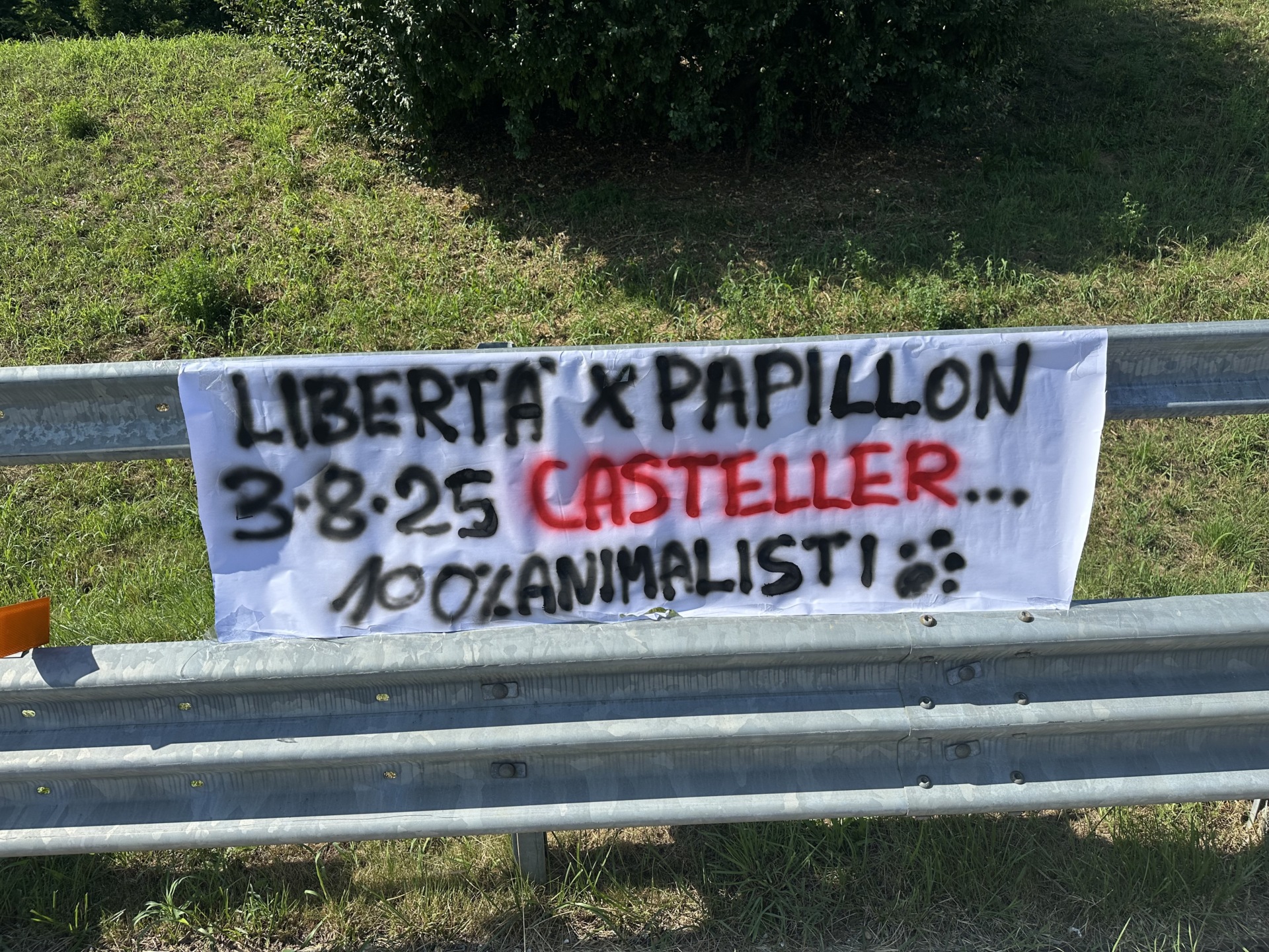 Liberazione Orso papillon