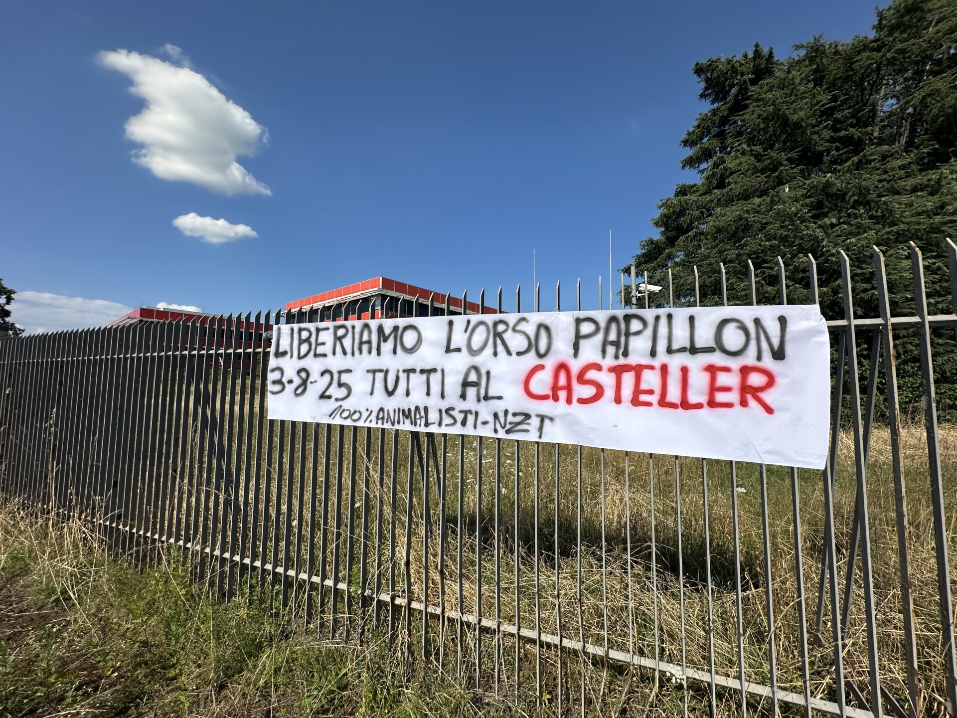 Liberazione Orso papillon