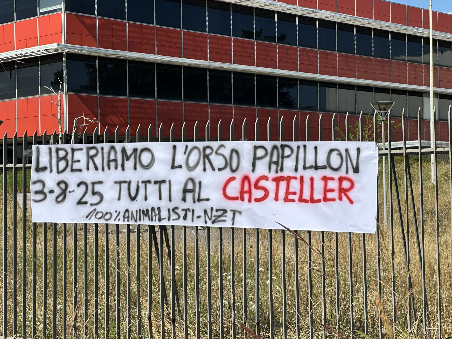 Liberazione Orso papillon