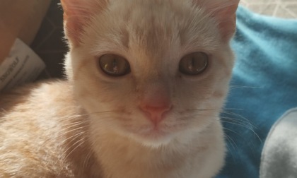 Gatti uccisi con la carabina: già cinque casi