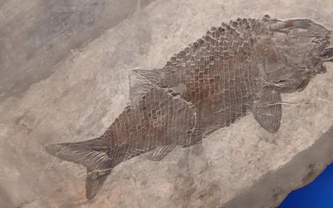 Visite guidate ed escursioni sulle tracce dei fossili