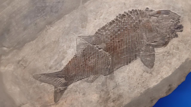 Visite guidate ed escursioni sulle tracce dei fossili