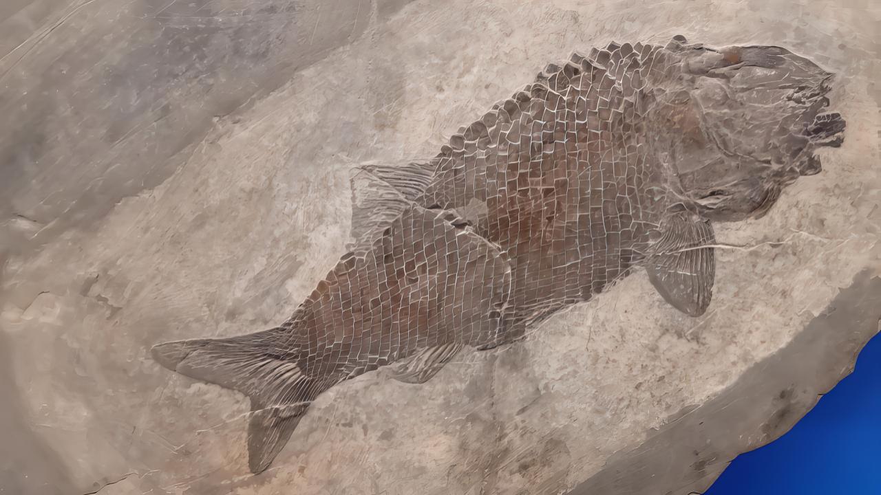 Visite guidate ed escursioni sulle tracce dei fossili