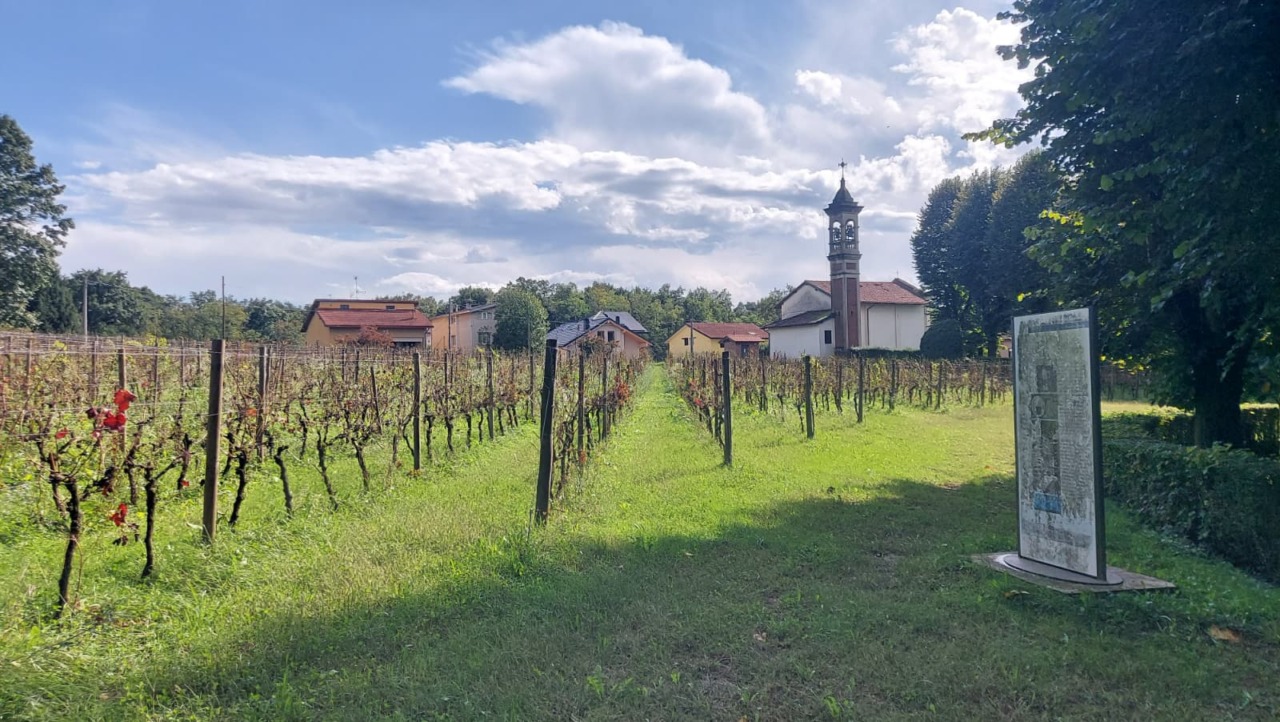 Sul vigneto di Madonna delle Vigne sventola bandiera bianca: “Basta così”