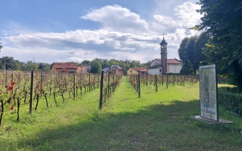 Sul vigneto di Madonna delle Vigne sventola bandiera bianca: “Basta così”