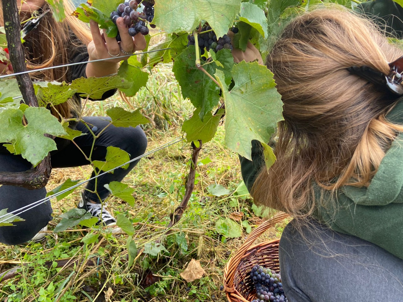 Scoiattoli americani divorano tutta l’uva: niente vendemmia  alla Vigna di San Vitale