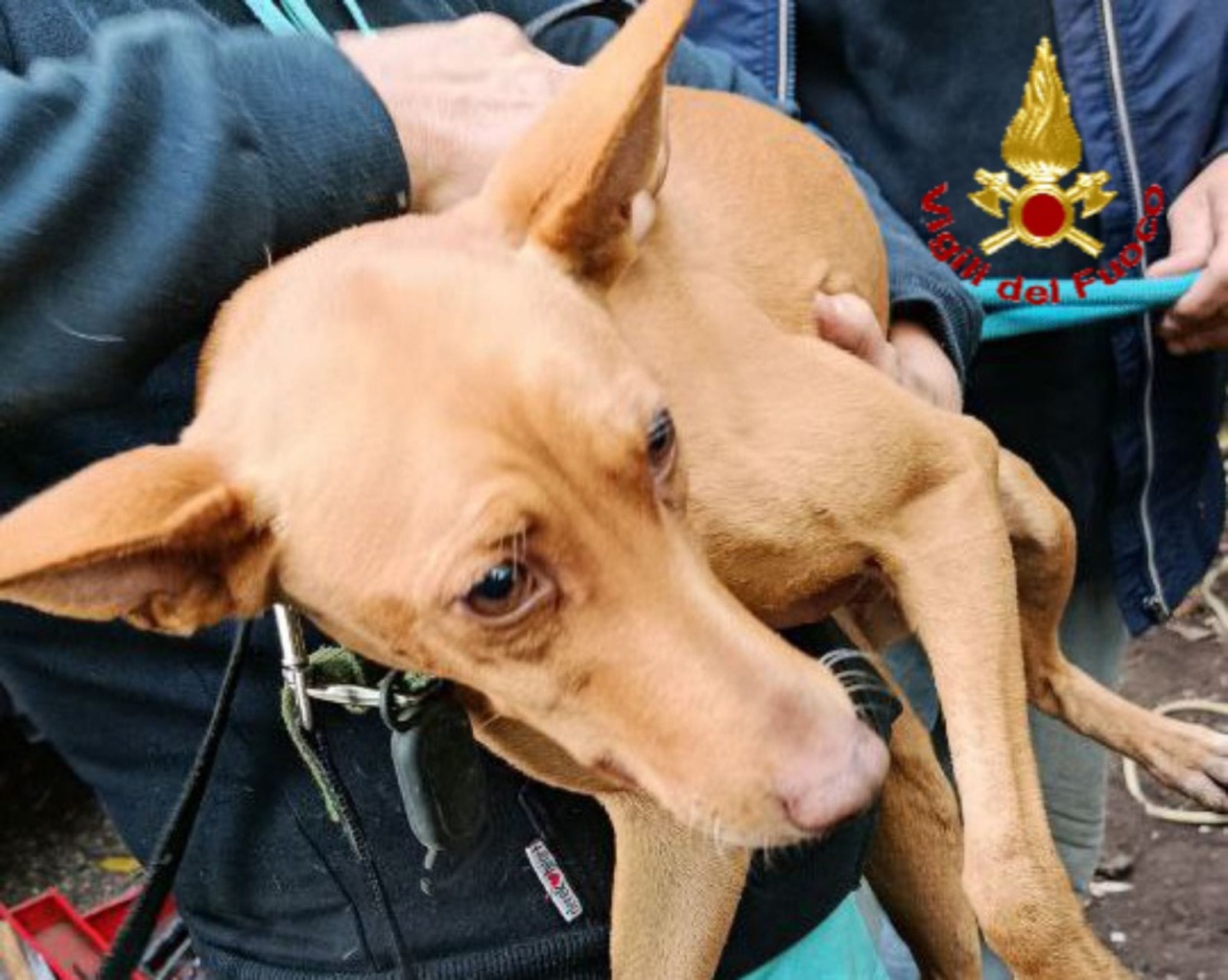 Cane giù nel pozzo, per 7 metri: salvato dai Vigili del Fuoco