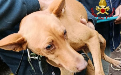 Cane giù nel pozzo, per 7 metri: salvato dai Vigili del Fuoco