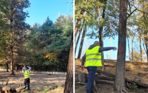 Parco degli Aironi, maxi intervento sugli alberi