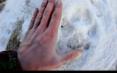 Corso di tracking al Centro Didattico col naturalista e fotografo Marco Colombo