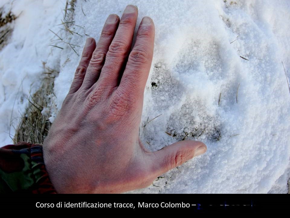 Corso di tracking al Centro Didattico col naturalista e fotografo Marco Colombo