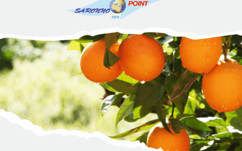 Tornano le arance a sostegno di Saronno point odv