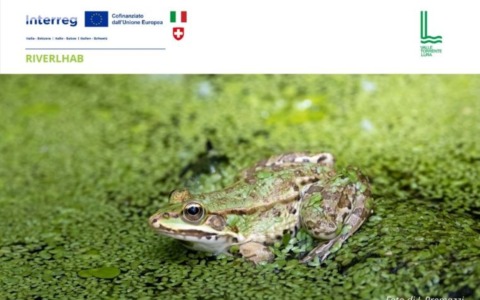 Insieme per gli anfibi