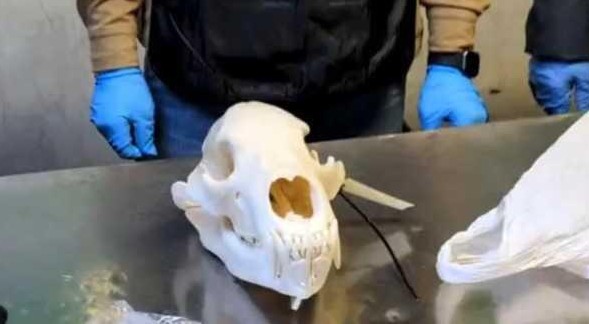 Sequestrato a Malpensa il cranio di un orso bruno