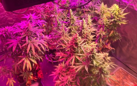 Serra di marijuana in casa: arrestato un 37enne