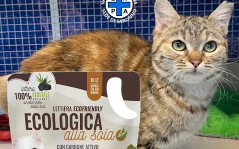 Una sabbietta speciale per aiutare Glenda