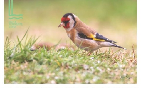 Di chi sono queste penne?