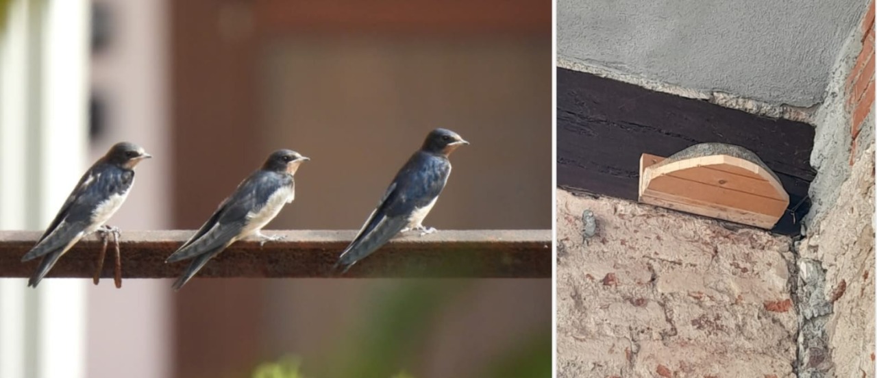 Le rondini sono tornate a Palazzo Fagnani
