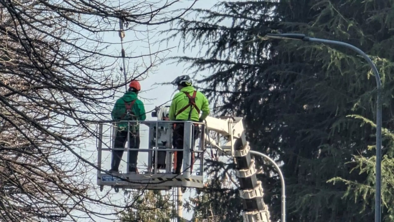 Nuova fase di manutenzione e potature degli alberi