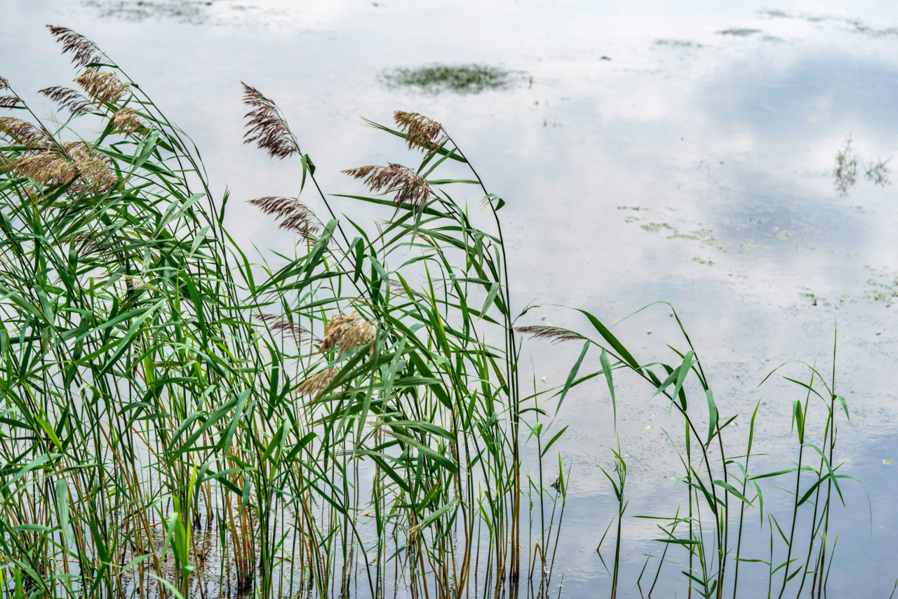 Si è concluso il progetto di “Canneti in rete”