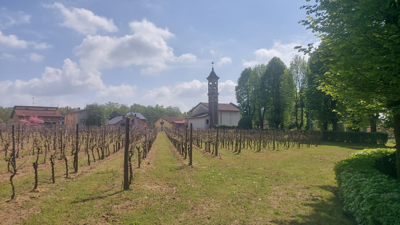 Il Comune cerca un gestore per il vigneto di Abbiate