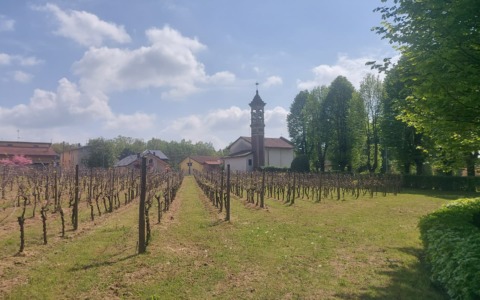 Il Comune cerca un gestore per il vigneto di Abbiate