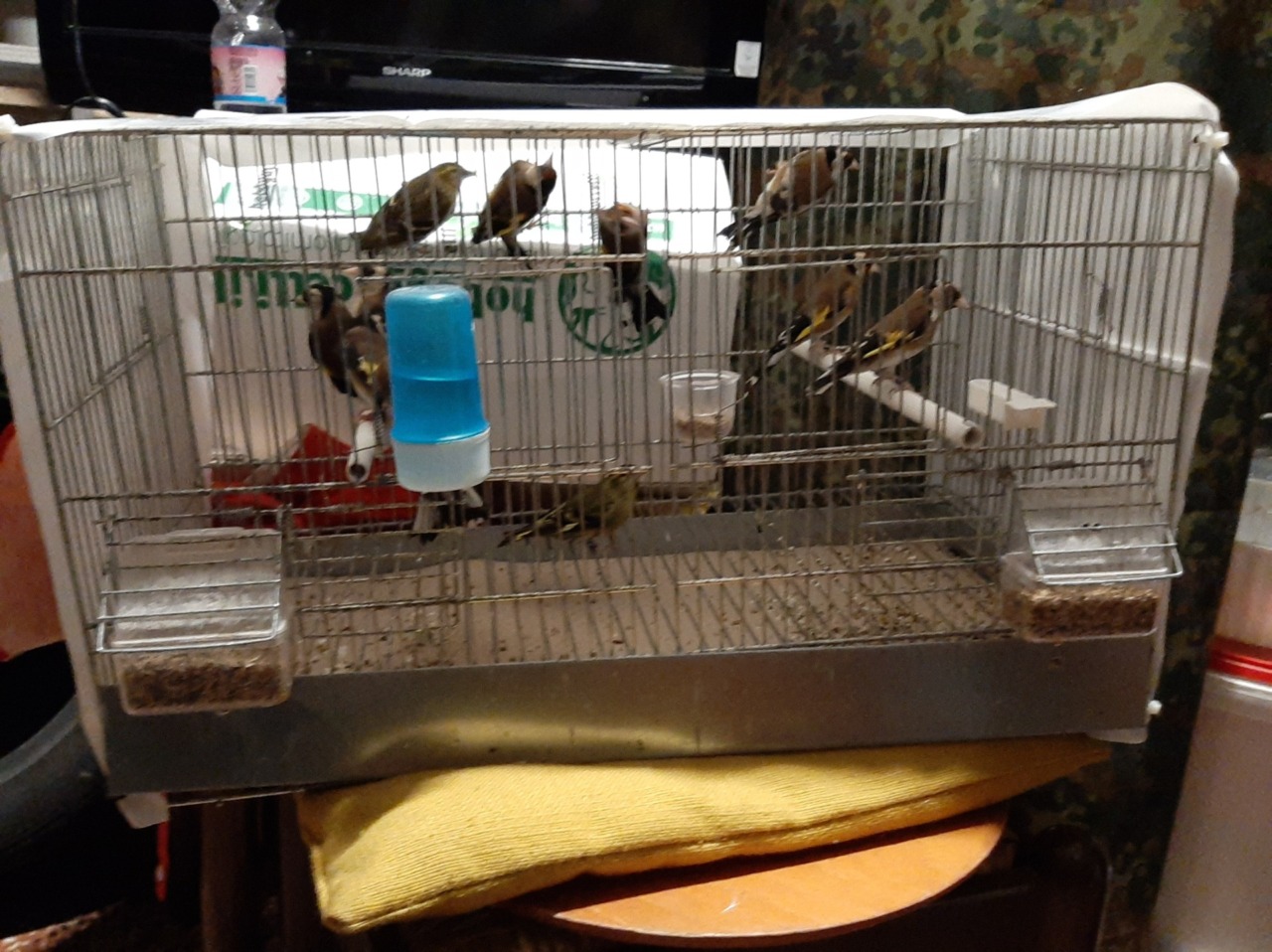 Sequestrati 11 esemplari di uccelli detenuti illegalmente