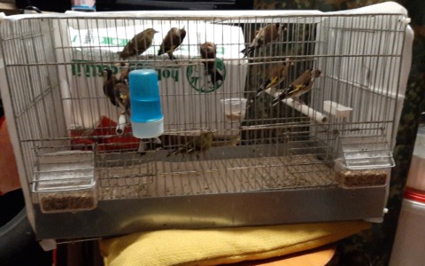 Sequestrati 11 esemplari di uccelli detenuti illegalmente