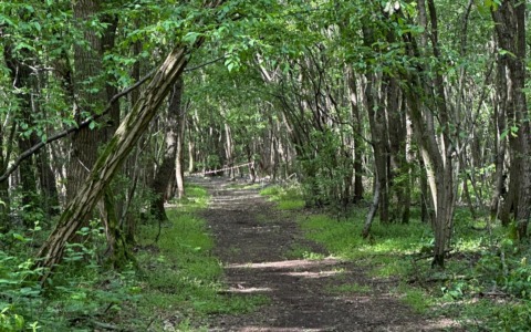 A Cascina Leva domenica torna la Mezza dei Boschi