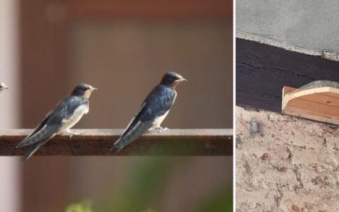 Parte il censimento dei nidi