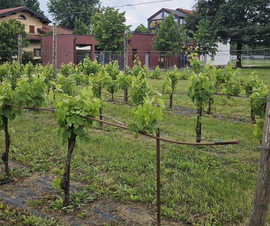Cascina della Vigna Saronno
