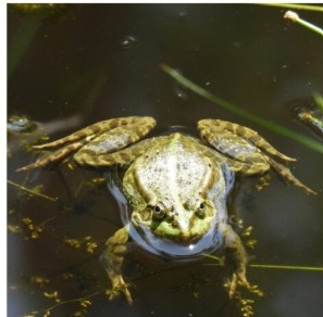 Bioblitz 2026, cittadini e natura insieme nel Parco dei Mughetti