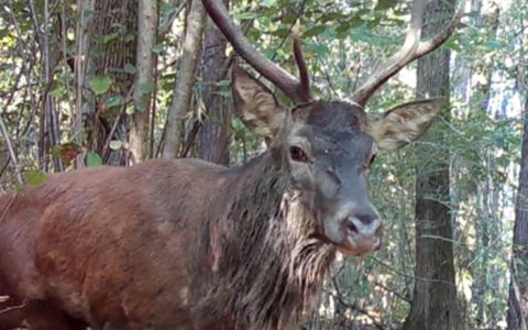 Chi abita i boschi del Parco Pineta? Lo studio su cinghiali, cervi e caprioli