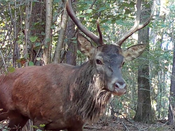 Chi abita i boschi del Parco Pineta? Lo studio su cinghiali, cervi e caprioli
