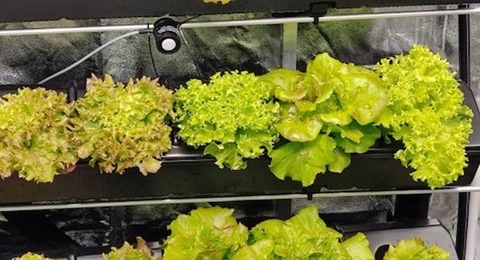 Coltivare il Futuro: Il Progetto Green School del Geymonat forma i cittadini europei di domani