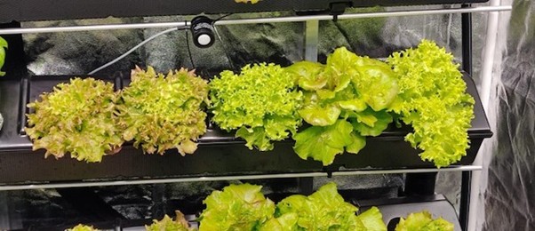 Coltivare il Futuro: Il Progetto Green School del Geymonat forma i cittadini europei di domani