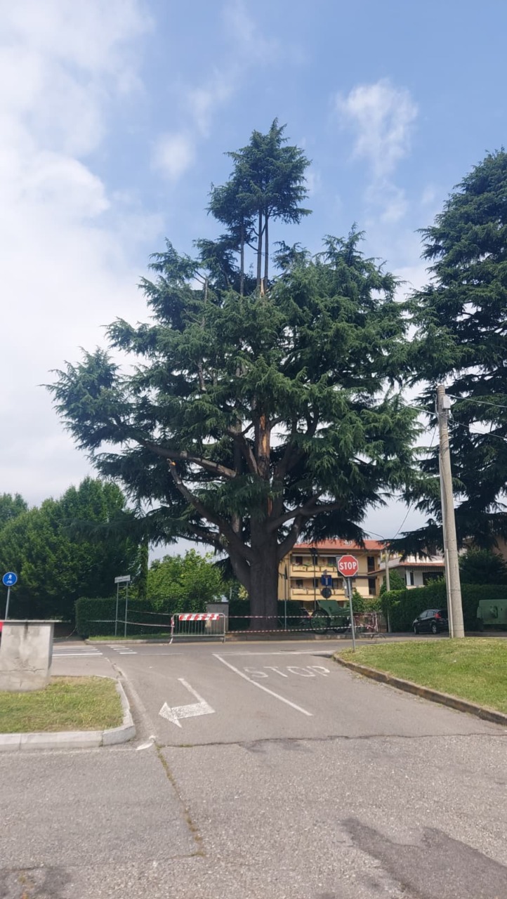 Un mese di osservazione, poi il verdetto sul cedro monumentale