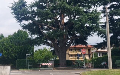 Un mese di osservazione, poi il verdetto sul cedro monumentale