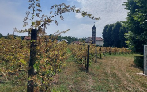 Secondo tentativo: chi vuole il vigneto di Madonna delle Vigne?